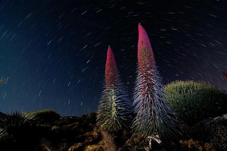 Tajinastes Rojos Pn Teide