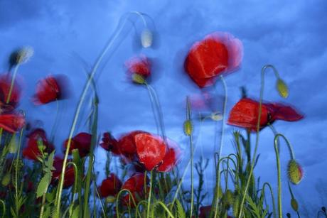 Amapolas Y Tormenta