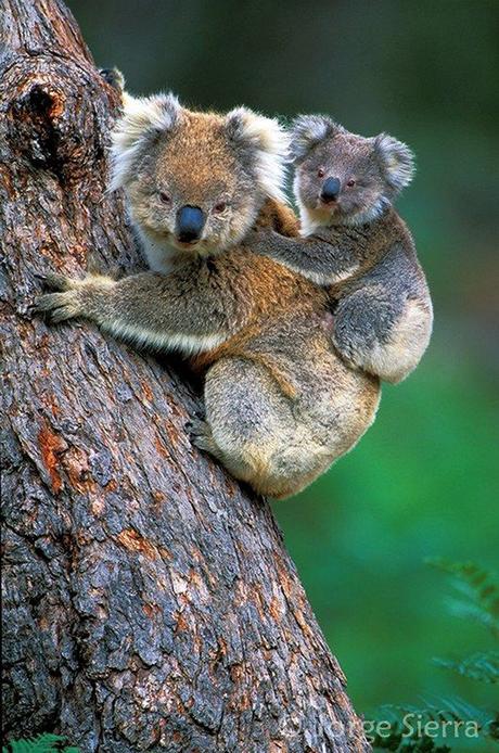 Koalas