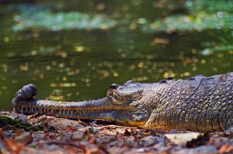 Gharial