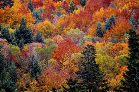 Bosque De Irati