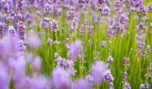 Cómo dormir bien con aceite de lavanda