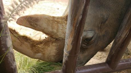 Chiqui procede de un circo, llegó a Terra Natura malnutrida y herida. Manolo y sus chicos la han mimado y han hecho de este parque su casa