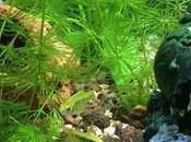 Acuario, primeros habitantes