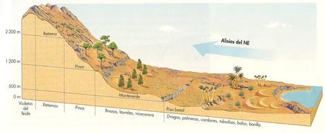 PAISAJE VEGETAL DE LAS ISLAS CANARIAS (REGIÓN MACARONÉSICA)