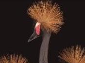 RESEÑA: Furias Divinas.