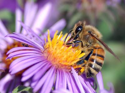 PREOCUPA LA DISMINUCION DE POBLACION DE LA ABEJAS - WORRIED DECLINE OF BEES POPULATION.