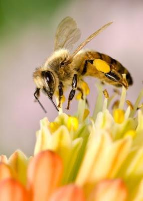 PREOCUPA LA DISMINUCION DE POBLACION DE LA ABEJAS - WORRIED DECLINE OF BEES POPULATION.