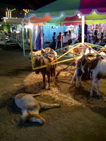 EXPLOTACIÓN Y MATANZA: Carrusel de ponis