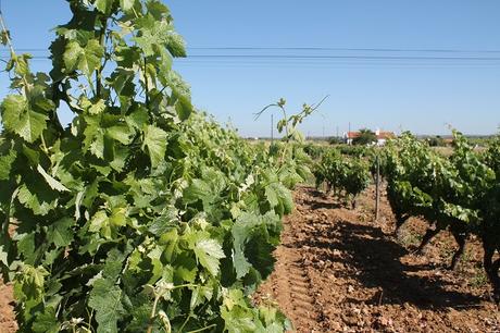 REGUENGOS DE MONSARAZ: EL VINO EN EL ALMA