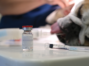 Factores Riesgo Anestesia Mascotas