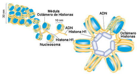 Descubren Mecanismo Molecular que inhibe Celulas Cancerigenas