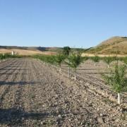 Campo de almendros