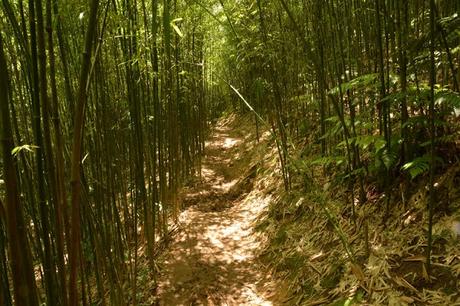 SAPA- trekking por los arrozales de Vietnam