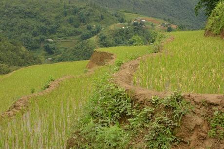 SAPA- trekking por los arrozales de Vietnam