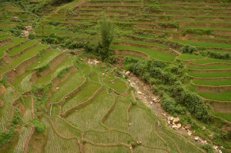 SAPA- trekking por los arrozales de Vietnam