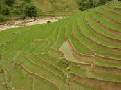 SAPA- trekking arrozales Vietnam