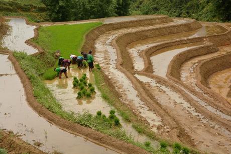 SAPA- trekking por los arrozales de Vietnam