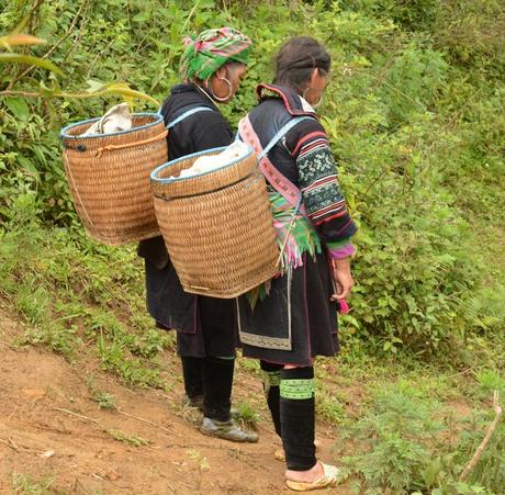 SAPA- trekking por los arrozales de Vietnam