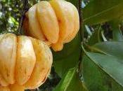 Cómo bajar peso Garcinia Cambogia