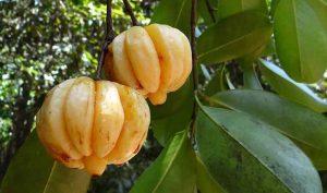 Cómo bajar de peso con Garcinia Cambogia Cómo bajar de peso con Garcinia Cambogia