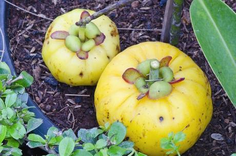 Cómo bajar de peso con Garcinia Cambogia Cómo bajar de peso con Garcinia Cambogia