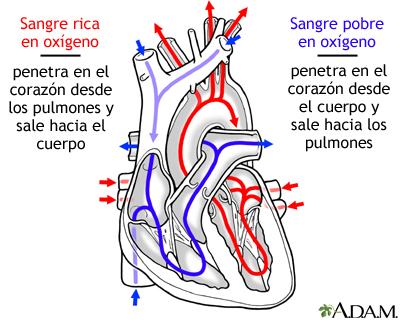 Sistema Circulatorio (III)