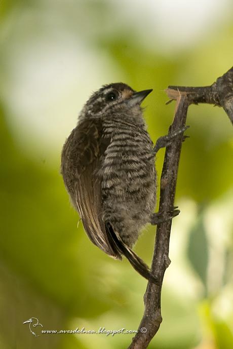 Carpinterito común (White-barred Piculet) Picumnus cirratus