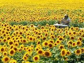 Colmenas sobre girasol francia colony sunflower france.