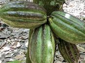 cacao, fruta