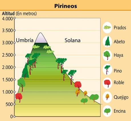 PAISAJE VEGETAL DE MONTAÑA