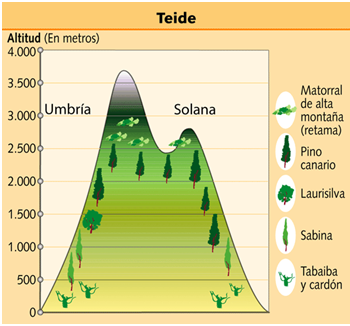 PAISAJE VEGETAL DE MONTAÑA