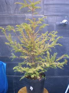 Taxus Baccata : 2016