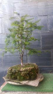 Taxus Baccata : 2016
