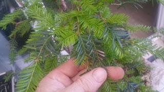 Taxus Baccata : 2016