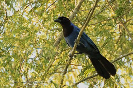 Urraca azul (Azure Jay) Cyanocorax caeruleus