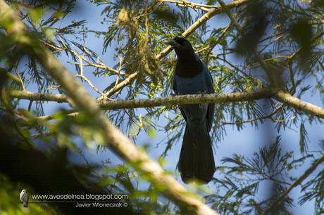 Urraca azul (Azure Jay) Cyanocorax caeruleus