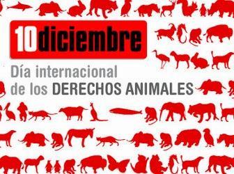 ARGUMENTO “Los animales no pueden ni deben tener derechos legales”