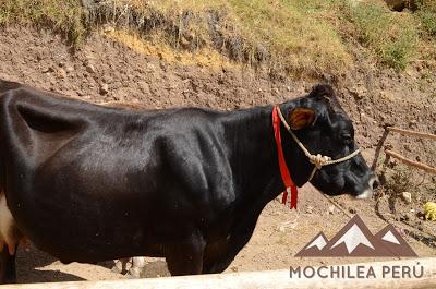 LA SEGUNDA FERIA AGROPECUARIA - GASTRONÓMICA PROVINCIAL DE PARIAMARCA