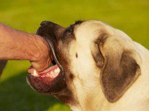 cómo-curar-una-mordida-de-perro-1_opt