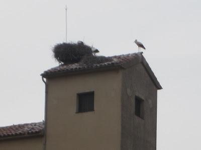 cigüeñas tamarite