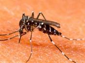 Aumentan casos dengue Cali