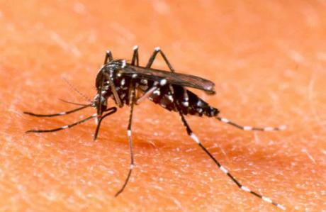 zancudo-aedes-aegypti