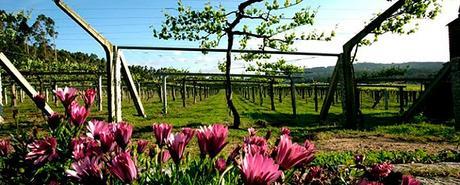 exteriores-viñedos_620x250