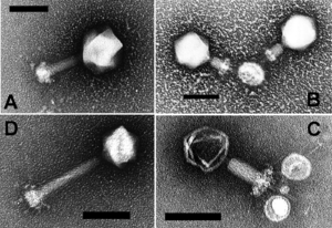 El virus que cambió el clima