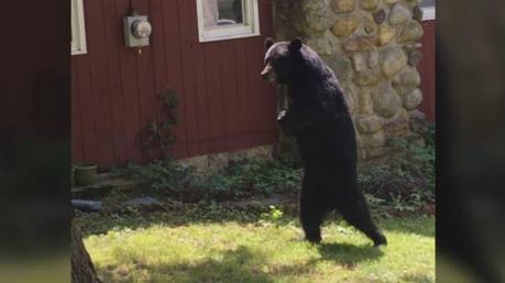 Un oso bípedo se pasea por Nueva Jersey