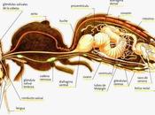 Anatomía abeja melífera anatomy honey.