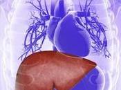 enzimas hepáticas elevadas requieran pruebas