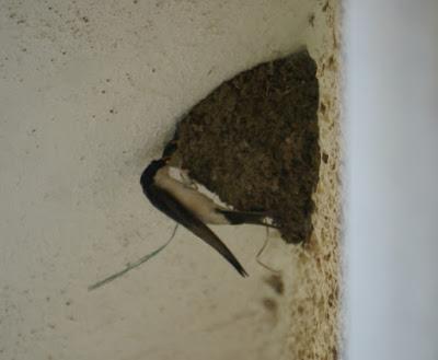 Aviones comunes en plena cría