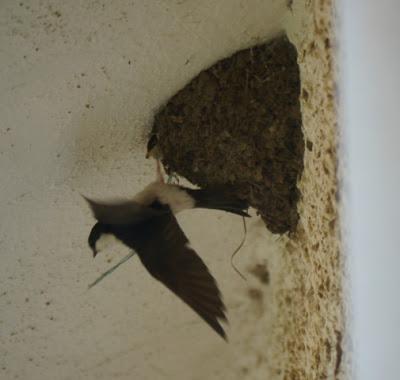 Aviones comunes en plena cría